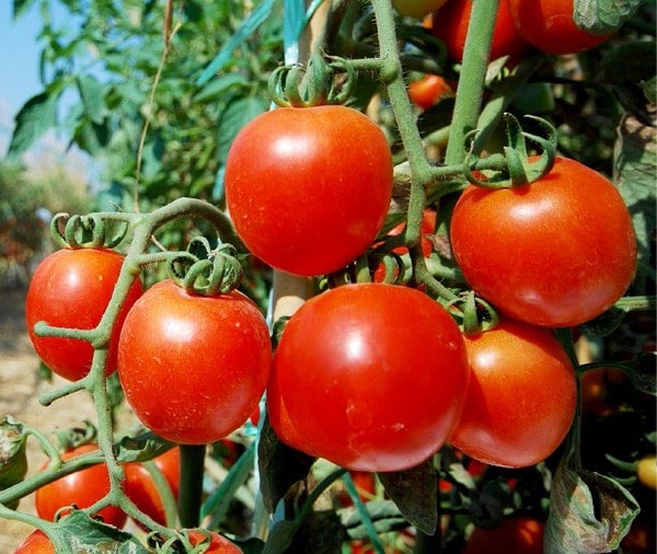Base de Tomate Desidratado Knorr: Como é feita?