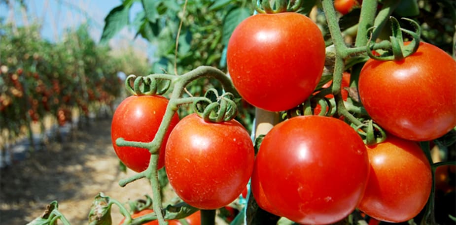 Base de Tomate Desidratado Knorr: Como é feita?